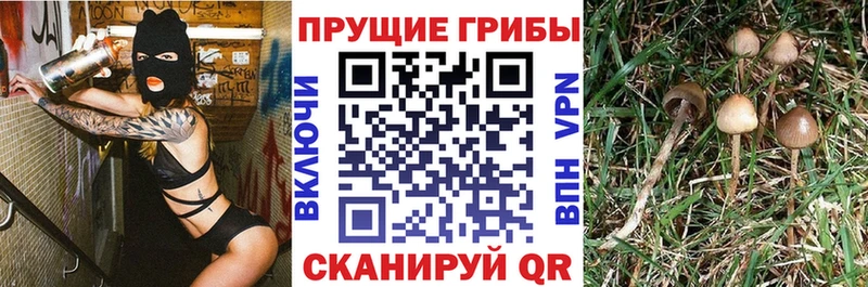 цены наркотик Красноперекопск Псилоцибиновые грибы Magic Shrooms